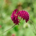 Knautia macedonica - Escabiosa macedonia