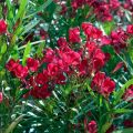 Adlefa roja - Nerium oleander Simple Red