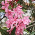 Adelfa rosa  - Nerium oleander