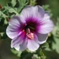 Lavatera maritima - Malva de Mar