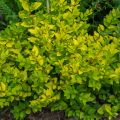 Ligustrum vicaryi - Aligustre