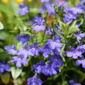 Lobelia erinus Anabel Blue