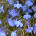 Lobelia erinus Hot Water Blue