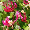 Madreselva de los bosques - Lonicera periclymenum Fragrant Cloud