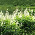 Baptisia australis Alba