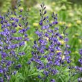 Baptisia australis - Índigo azul falso