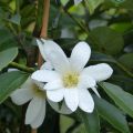 Magnolia doltsopa Fairy White