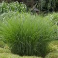 Miscanthus sinensis Gracillimus