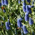 Muscari aucheri Blue Magic