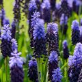 Muscari latifolium - Jacinto ramoso