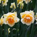 Narciso Double Beauty