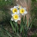 Narciso Ice Follies