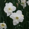 Narciso Papillon Blanc