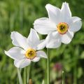 Narciso de los poetas - Narcissus poeticus var. recurvus