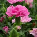 Dianthus Sunflor Evert - Clavel