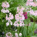 Primula japonica Apple Blossom