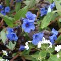 Pulmonaria Blue Ensign