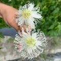 Passiflora (x) incarnata Snow Star - Flor de la pasión