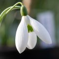 Galanthus elwesii - Campanilla de invierno