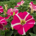 Petunia Amore Pink Hearts