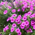 Petunia Pure Raspberry - Surfinia