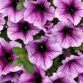 Petunia Supertunia Bordeaux Purple Vein