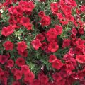 Petunia Deep Red - Surfinia