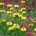 Phlomis russeliana - Salvia turca