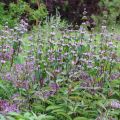 Phlomis tuberosa Amazone - Flomis