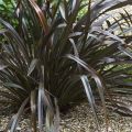 Phormium cookianum Black adder - Lino de Nueva Zelanda