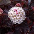 Physocarpus opulifolius Lady in Red