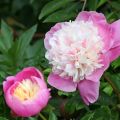 Peonia lactiflora Bowl of Beauty