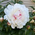 Peonia lactiflora Festiva Maxima