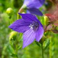 Platycodon grandiflorus Fuji Blue