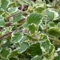 Plectranthus coleoides Variegatus - Planta de Incienso