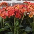 Primula eliator Veristar Late Marmelade