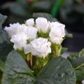 Primula vulgaris Rosebud F1 White