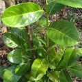 Laurel cerezo Rotundifolia - Prunus laurocerasus