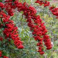 Piracanta coccinea SAPHYR Rouge