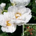 Rosal rugosa SAVORANOVA White Uhlsylt