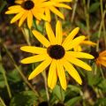 Rudbeckia fulgida Goldsturm