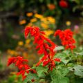 Salvia hybrida Ember's Wish