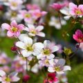 Saxifraga arendsii Ware's Crimson - Saxífraga