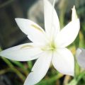 Schizostylis coccinea Alba - Lirio de río