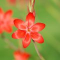 Schizostylis coccinea Major - Lirio de río