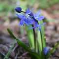 Scilla siberica - Escila siberiana