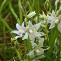 Scilla siberica Alba - Escila siberiana