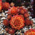 Sempervivum Chick Charms Gold Nugget