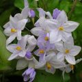 Solanum jasminoides Blue - Falso Jazmín