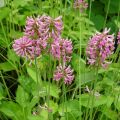 Stachys officinalis Pink Cotton Candy - Betónica